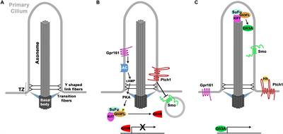 The Multifaceted Roles of Primary Cilia in the Development of the Cerebral Cortex